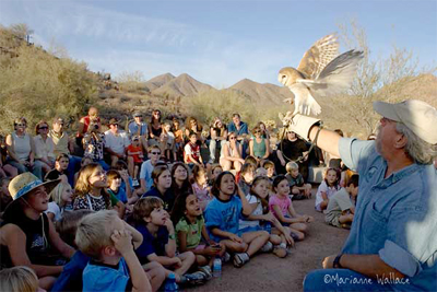 barn owl